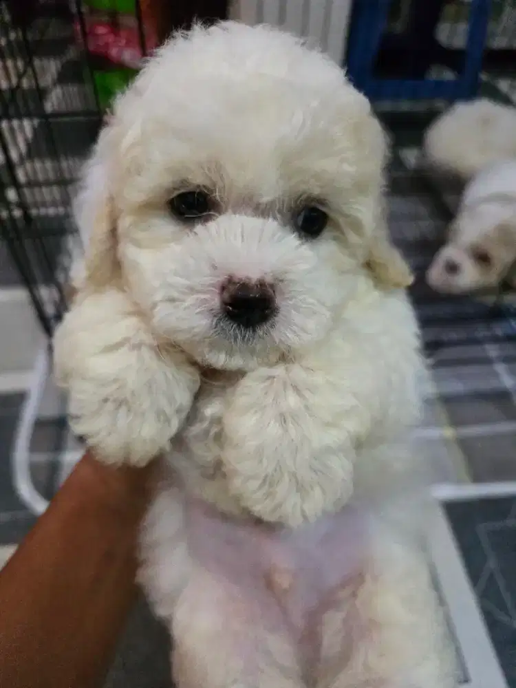 Poodle tea cup mini size jantan