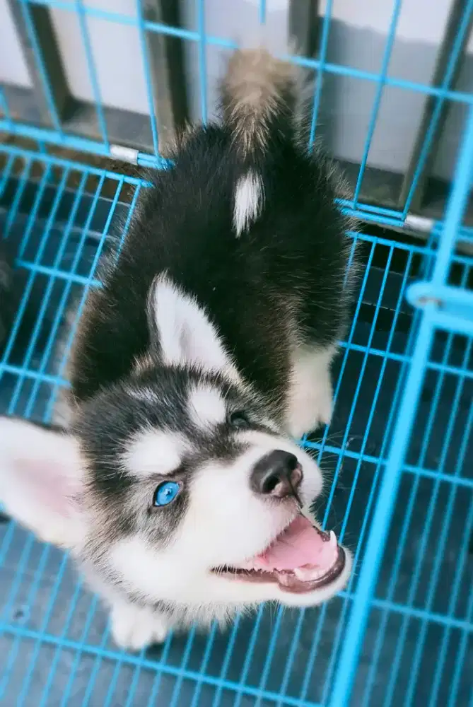 Siberian Husky Jantan Flip flop