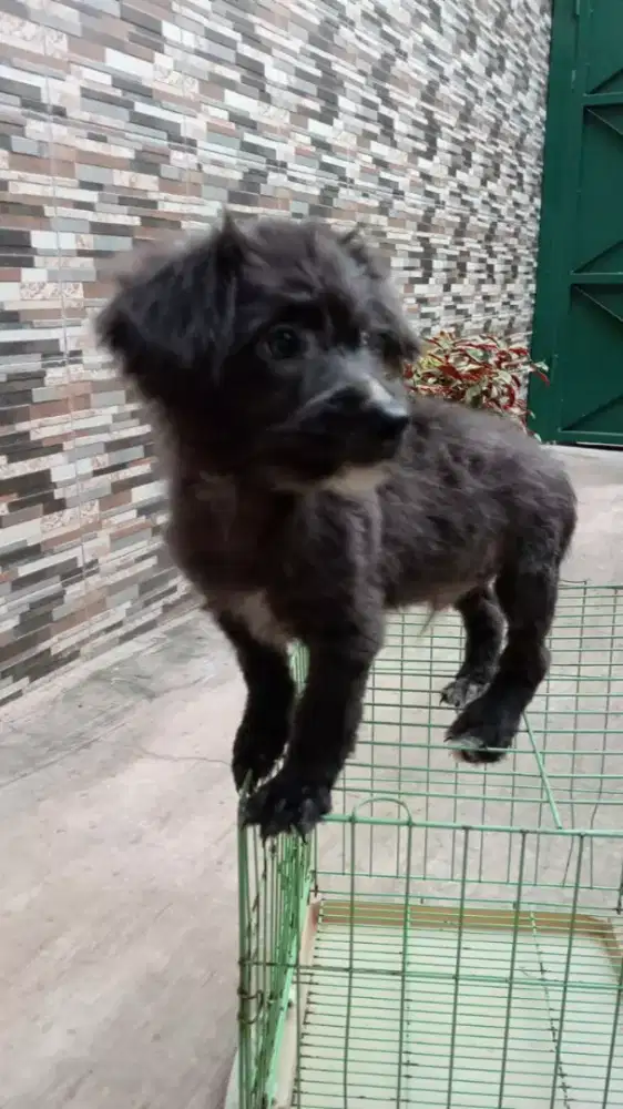Anjing corgi mix poodle