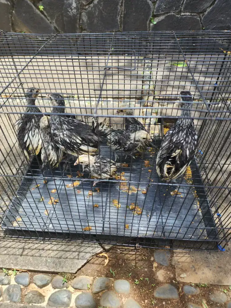 Anakan Ayam Batik Silver