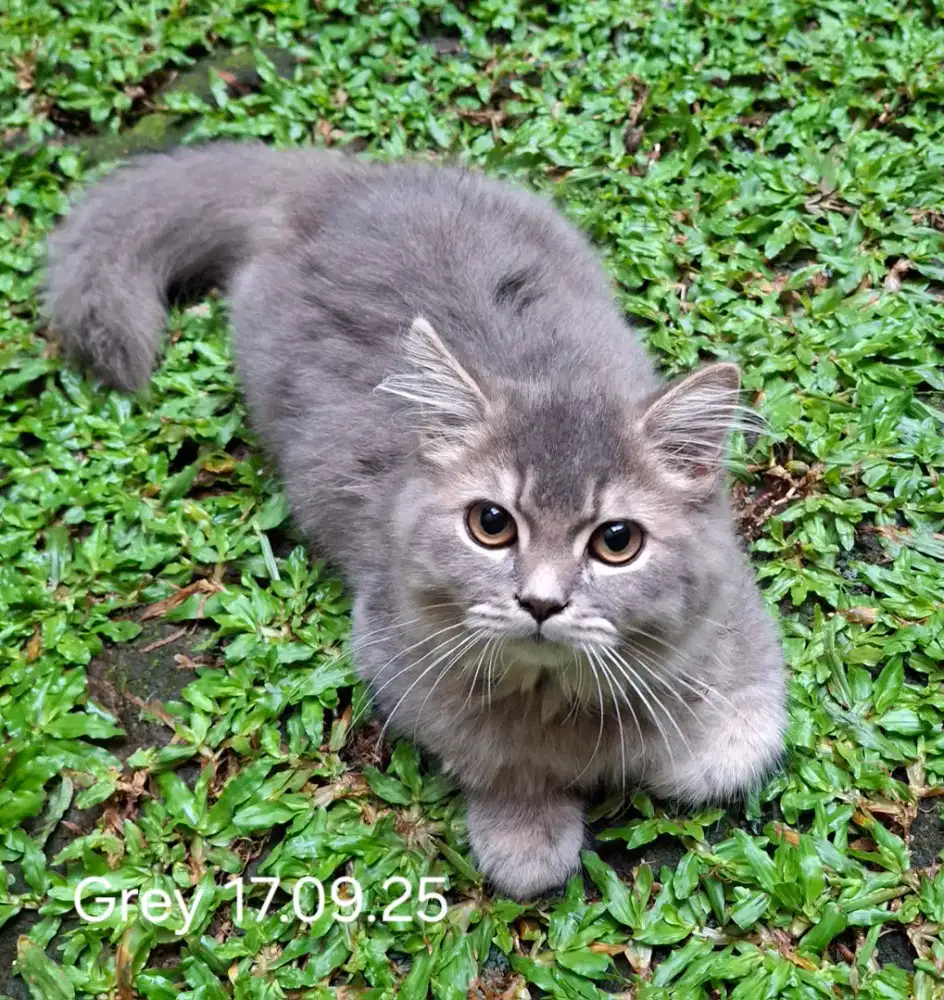 Anak kucing BSHxPersia