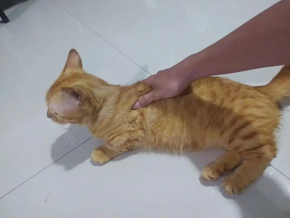 Kucing Munchkin Jantan 1 Tahun