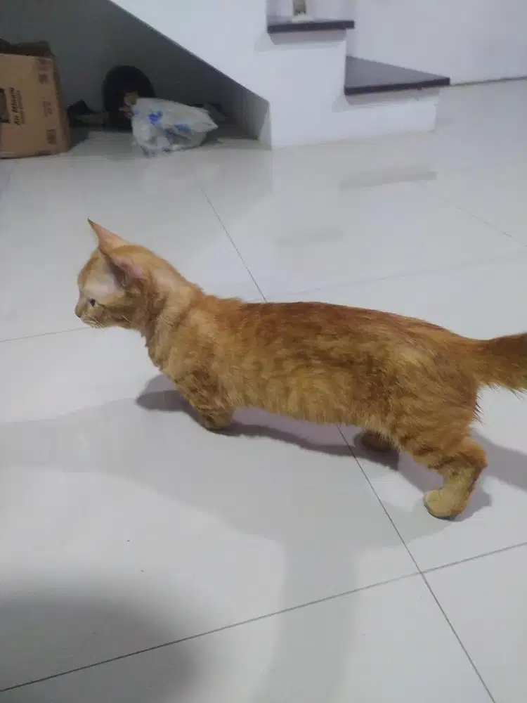 Kucing Munchkin Jantan 1 Tahun