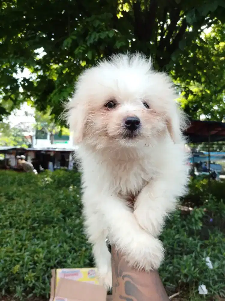 Pomeranian mix poodle