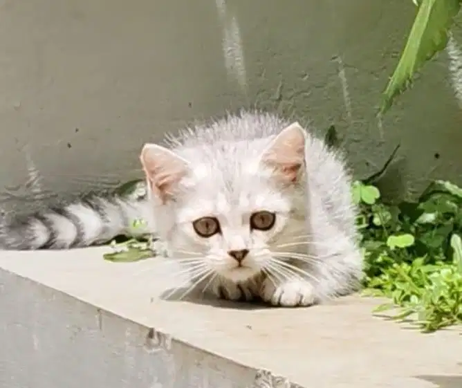 BSH X MUNCHKIN betina