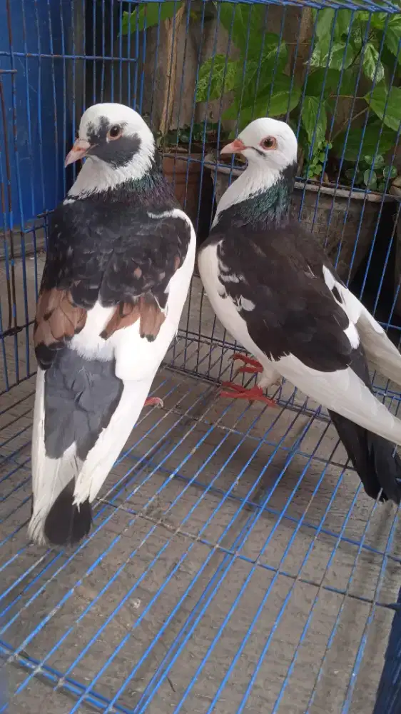 Merpati Warna Plontang