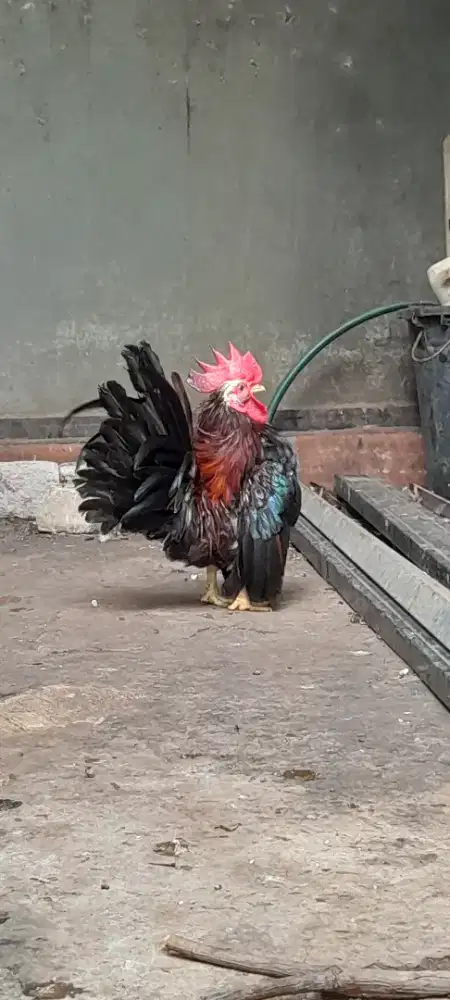 Jual Ayam Serama Jantan