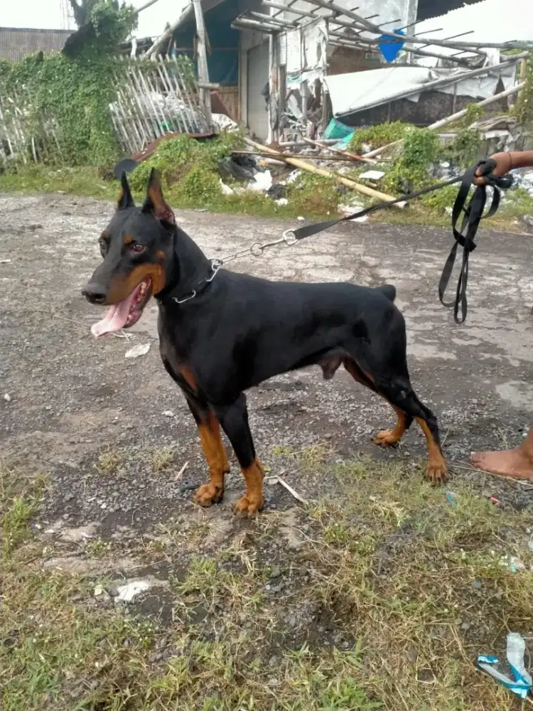 doberman jantan dewasa line import