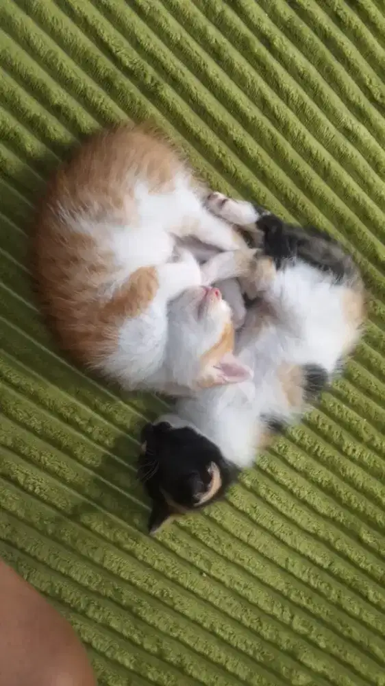 Lepas adopt kitten 2.5 bln persia mix domestik,