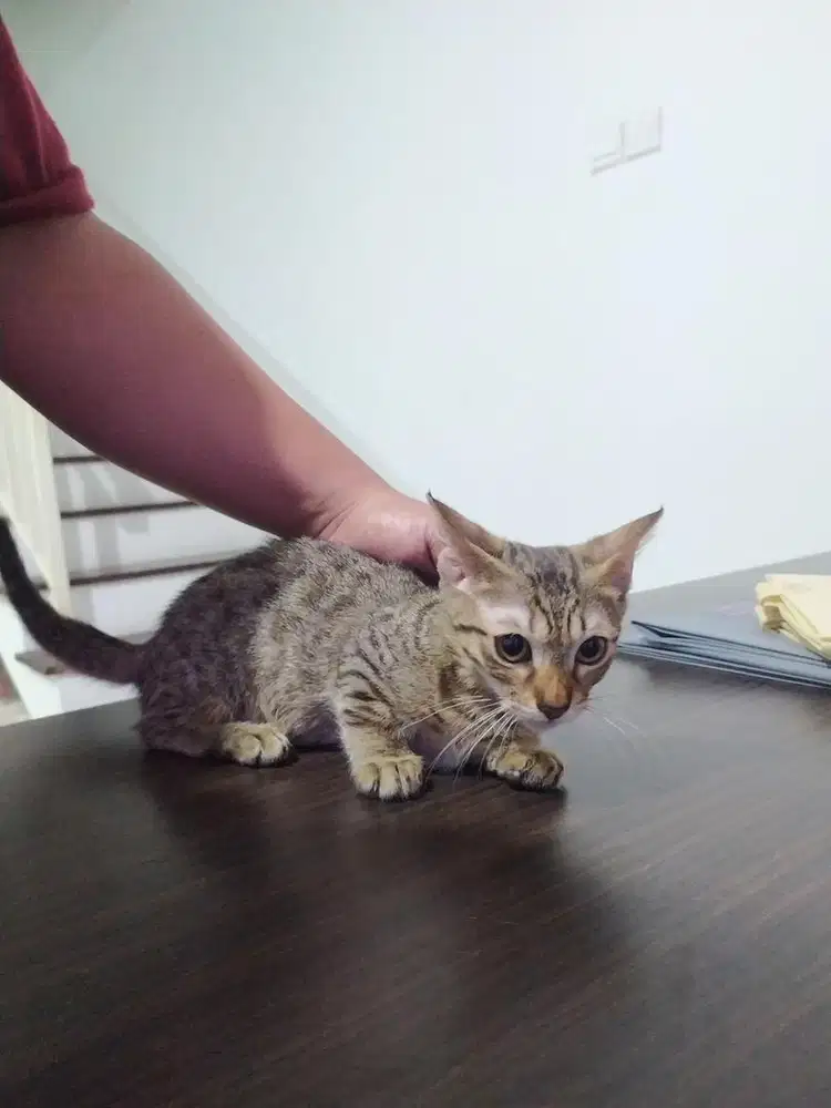 Geneta 3 Bulan Sehat Lincah