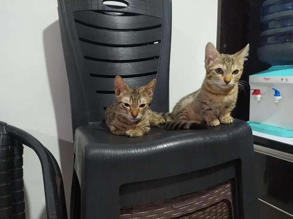 Geneta 3 Bulan Sehat Lincah