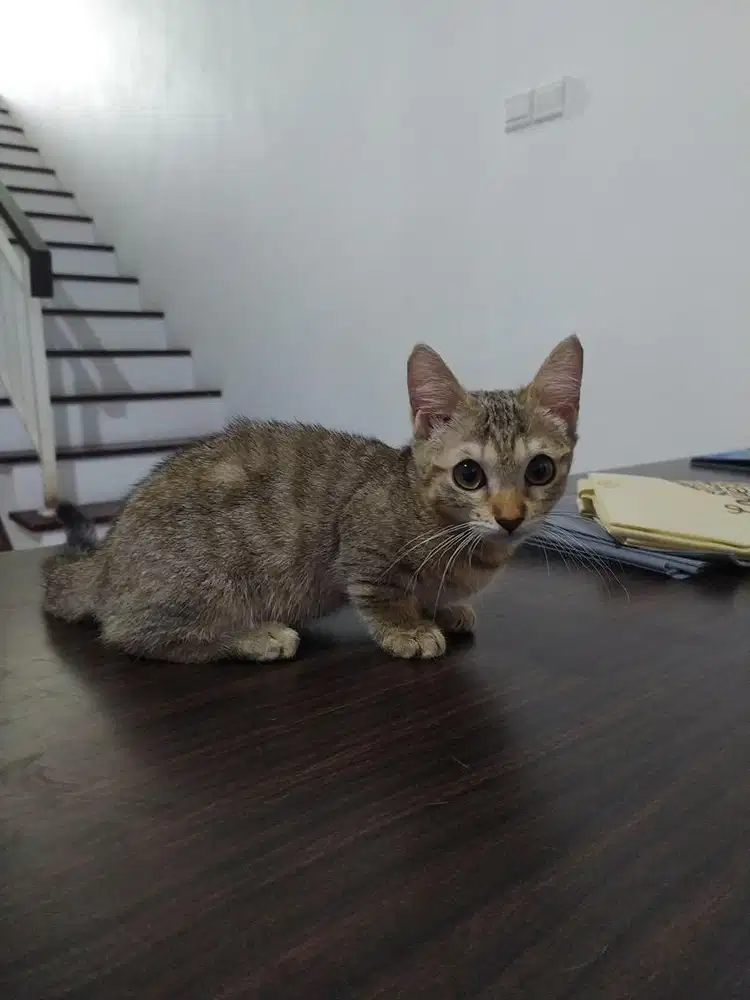 Geneta 3 Bulan Sehat Lincah