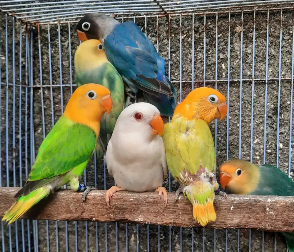 Lovebird Biola YellowFace kualitas Oke