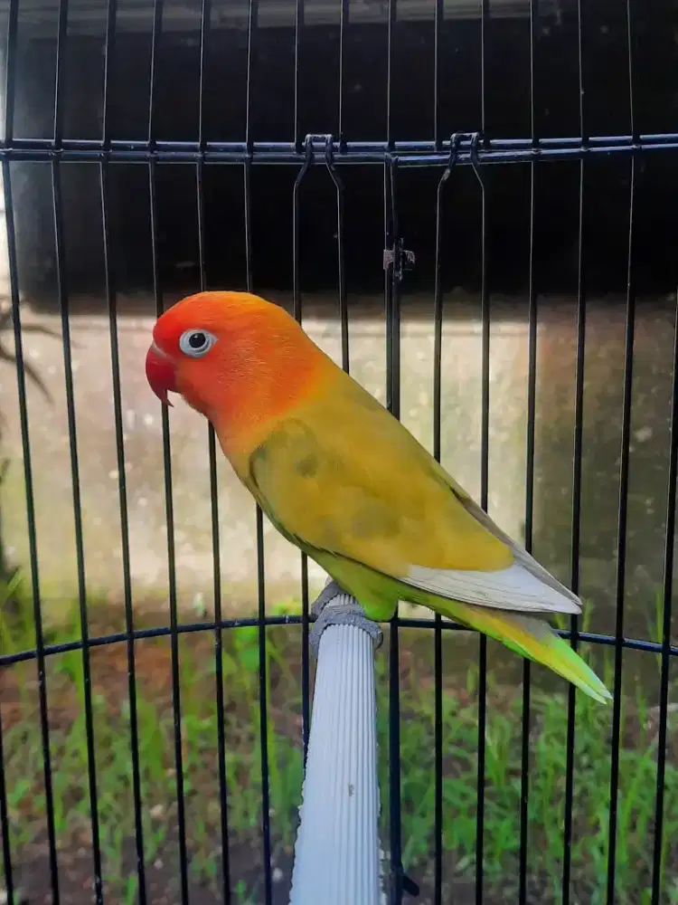 Lovebird Paskun monggo