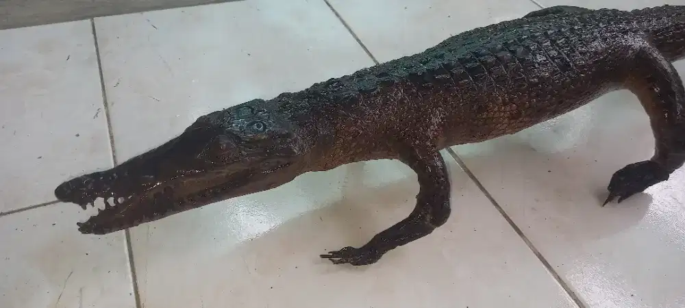 BUAYA pajangan (Asli)