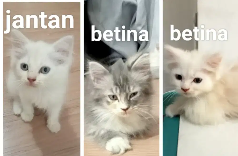 Kitten persia umur 2 bln,minat WA langsung