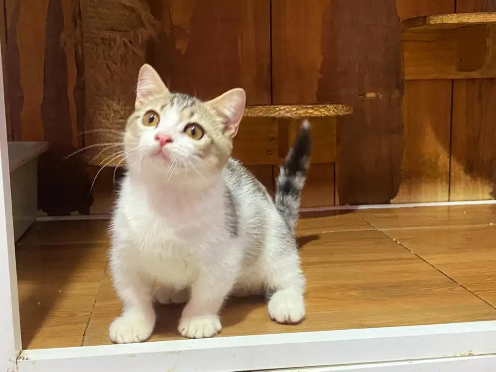 Kucing kitten munchkin BSH jantan