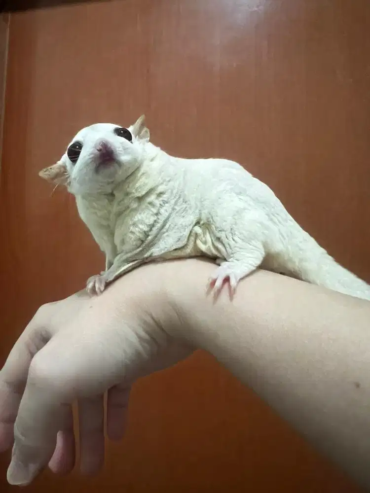 Sugar Glider Creamino Betina Gemoy