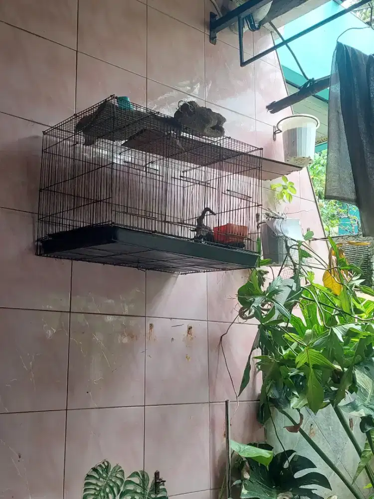 Kandang sugar glider - kandang burung - kandang kucing