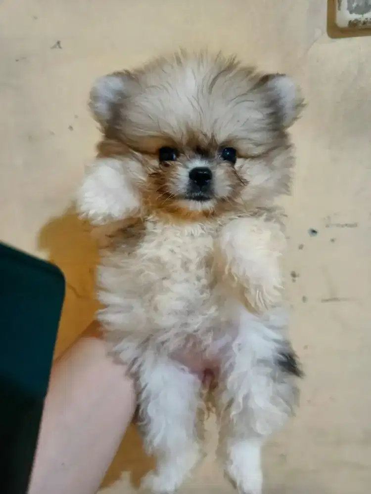 PUPPY MINI POM BETINA 1