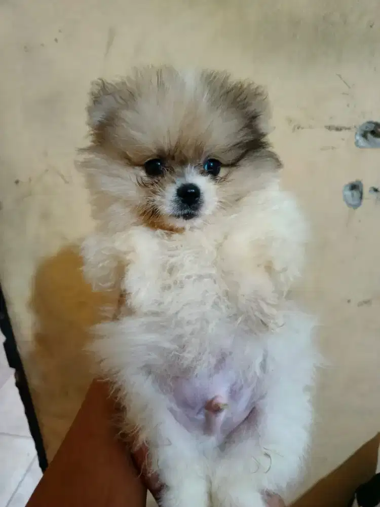 PUPPY / Mini Pom Jantan