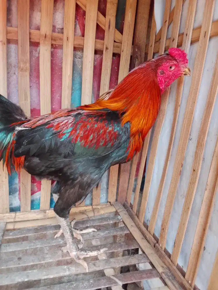 Pny jago jenis pahkoy body gede UK 4 umur 7 bln mentl aman blum mnt wa