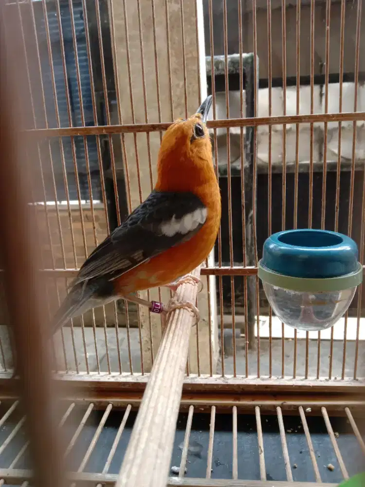 Anis merah mutasi bulu dewasa