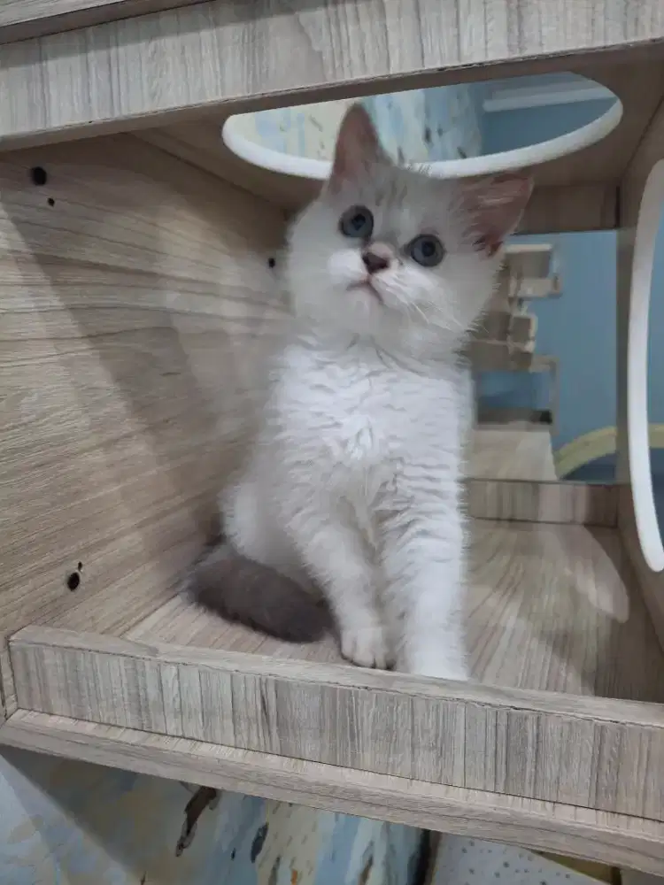 KUCING MUNCHKIN NS jantan