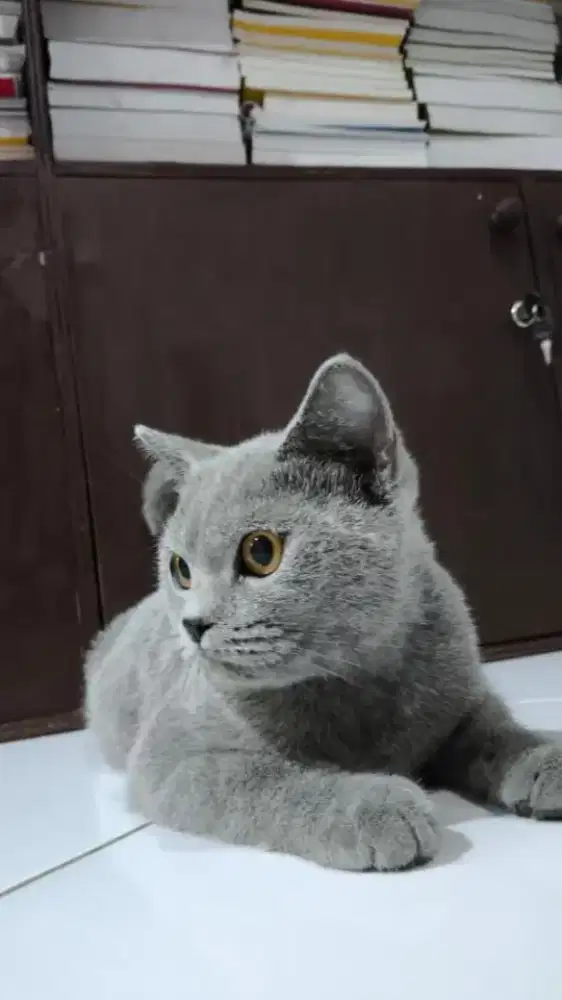 Kucing British Short Hair