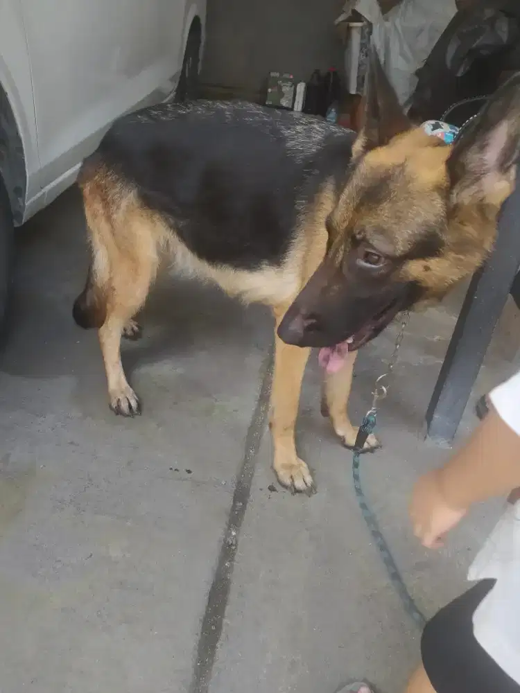 Herder indukan stamboom