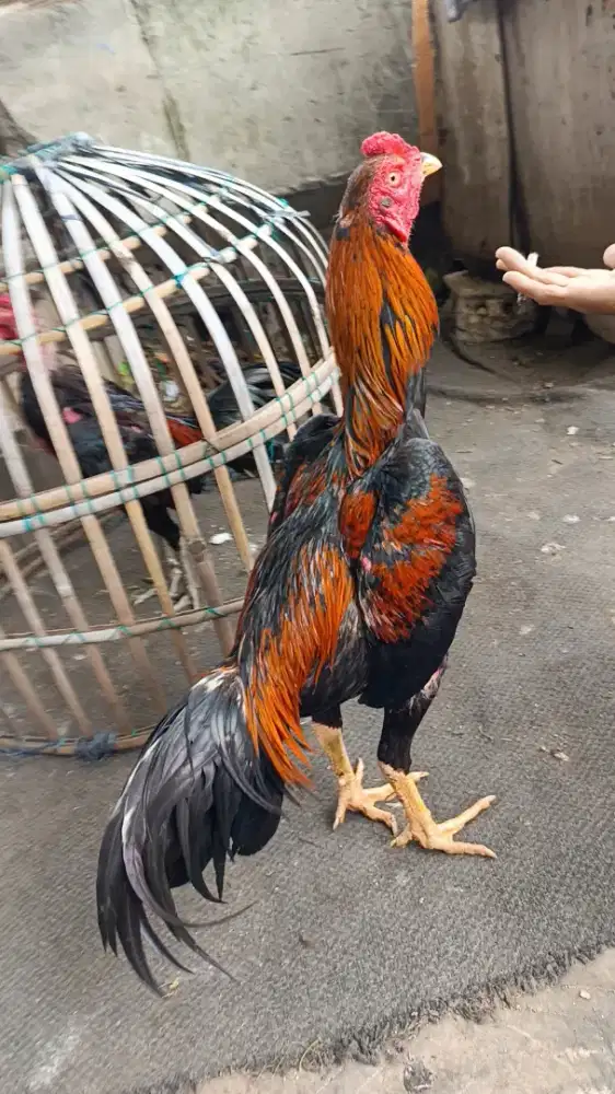 Ayam bangkok tehnik muda
