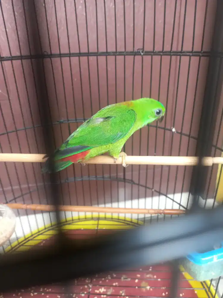 Love bird masteran gacor