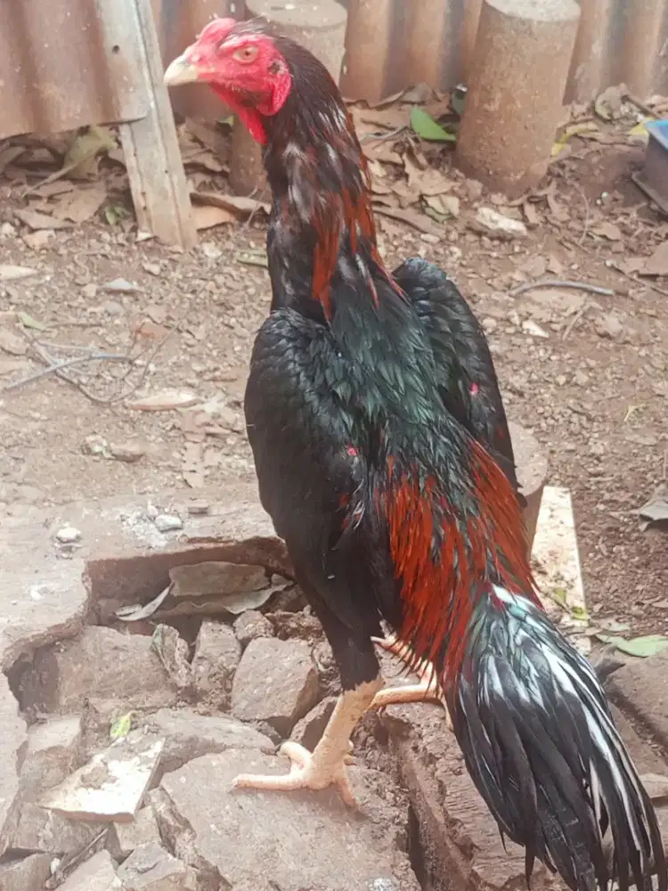 Jual ayam Bangkok Janggaran