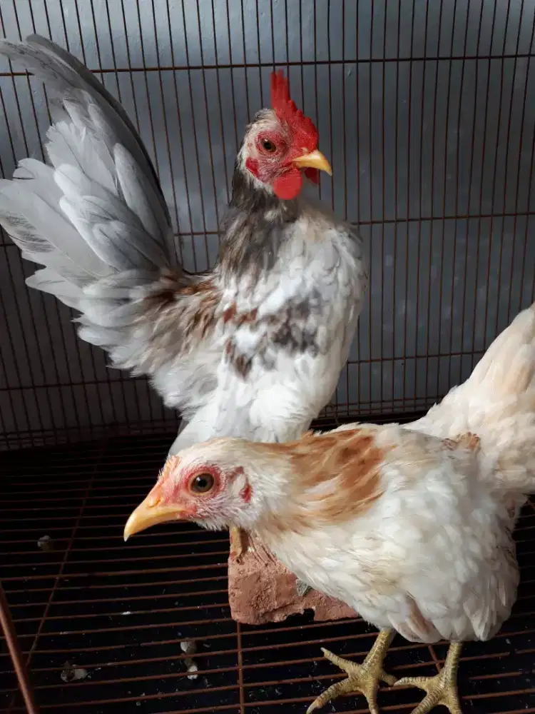 AYAM SERAMA SEPASANG