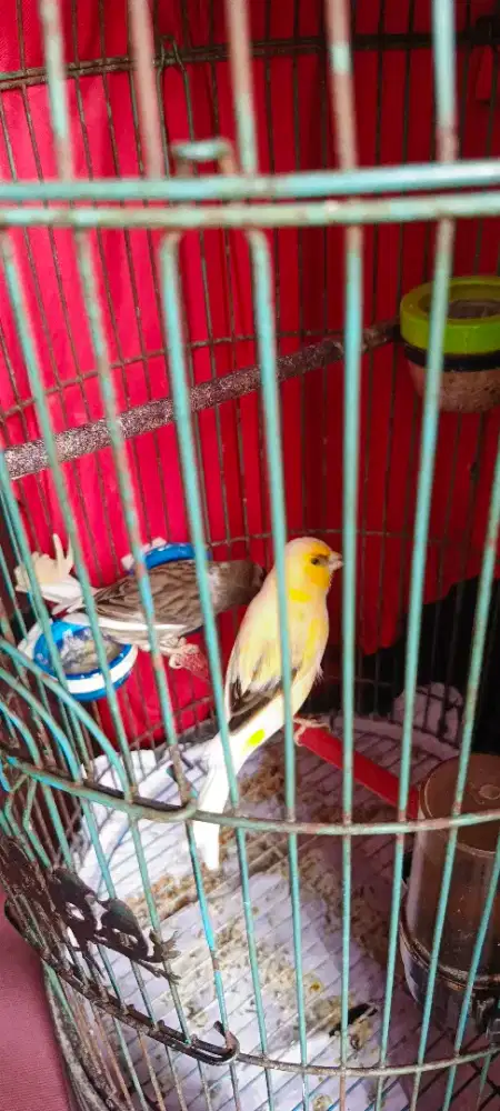 Burung Kenari Betina