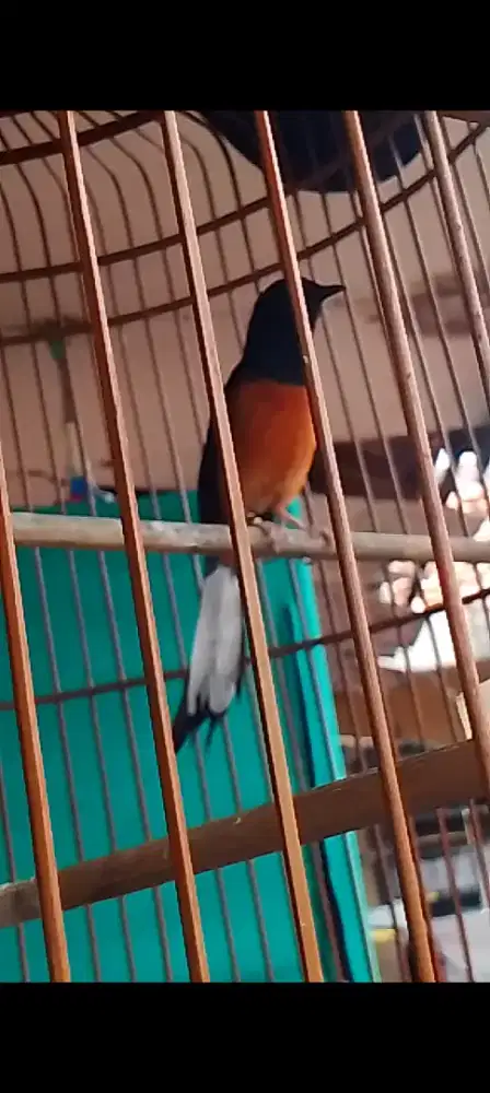 Muray Medan ternakan Eks prestasi