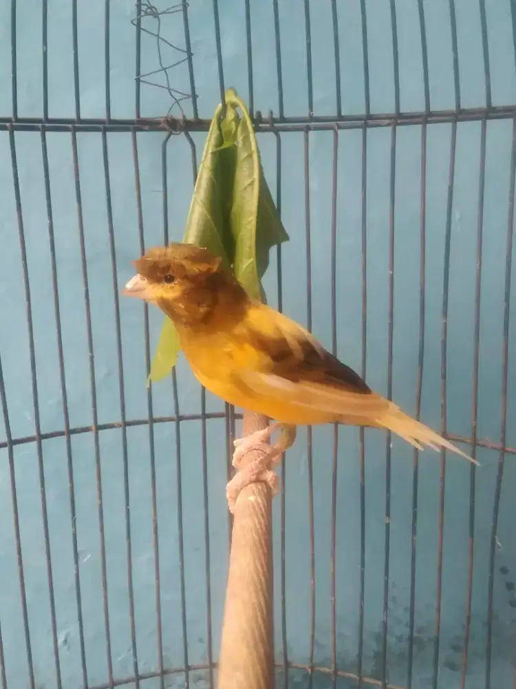 Kenari loper jambul bunyi