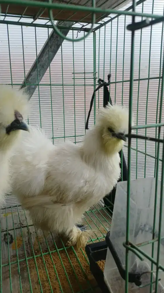 1 pasang Ayam Silkie