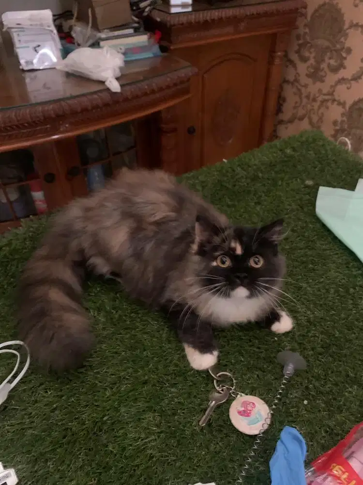 Persia mix bsh betina