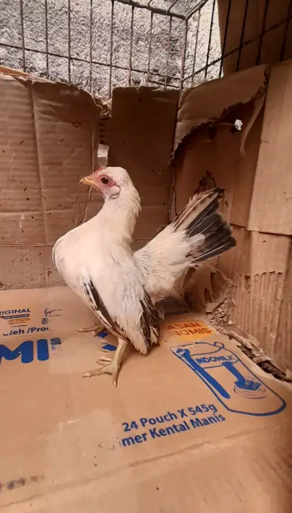 Serama remaja sepasang