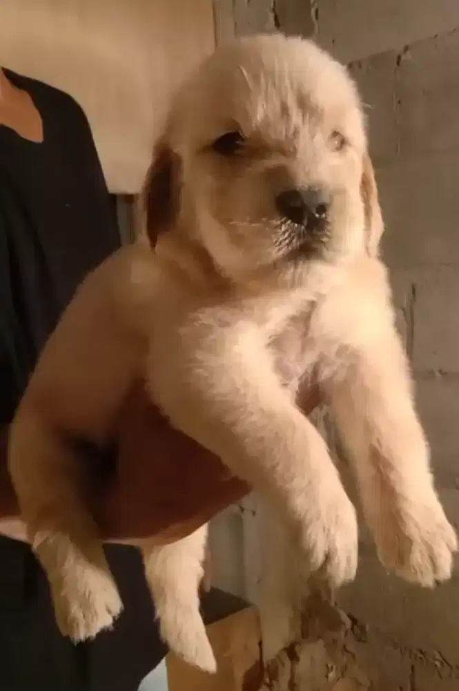 Open booking golden ( jawa tengah)