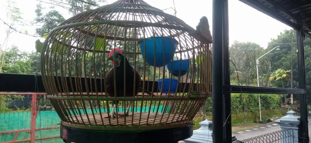 AYAM HUTAN HIJAU  ISTIMEWA