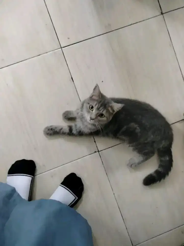 Kucing British blue tabby betina