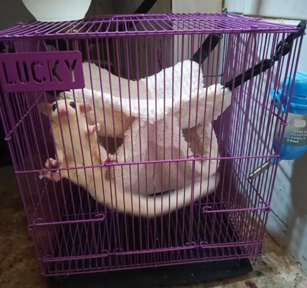 Sugar glider Leucistic