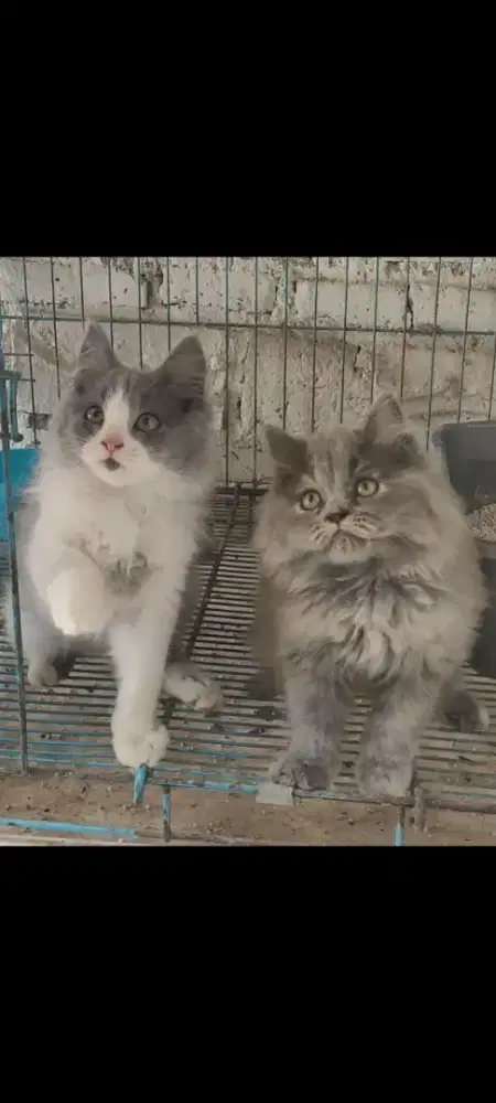 kucing kitten anakan persia ragdoll himalaya mainecoon munchkin