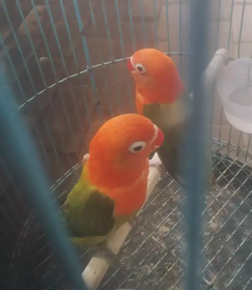 Burung Lovebird muda.