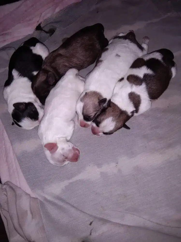 Anak Anjing Minipom mix Maltese