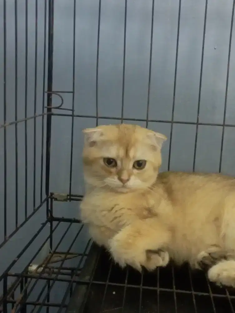 Open adopt BSH golden sf NY 11