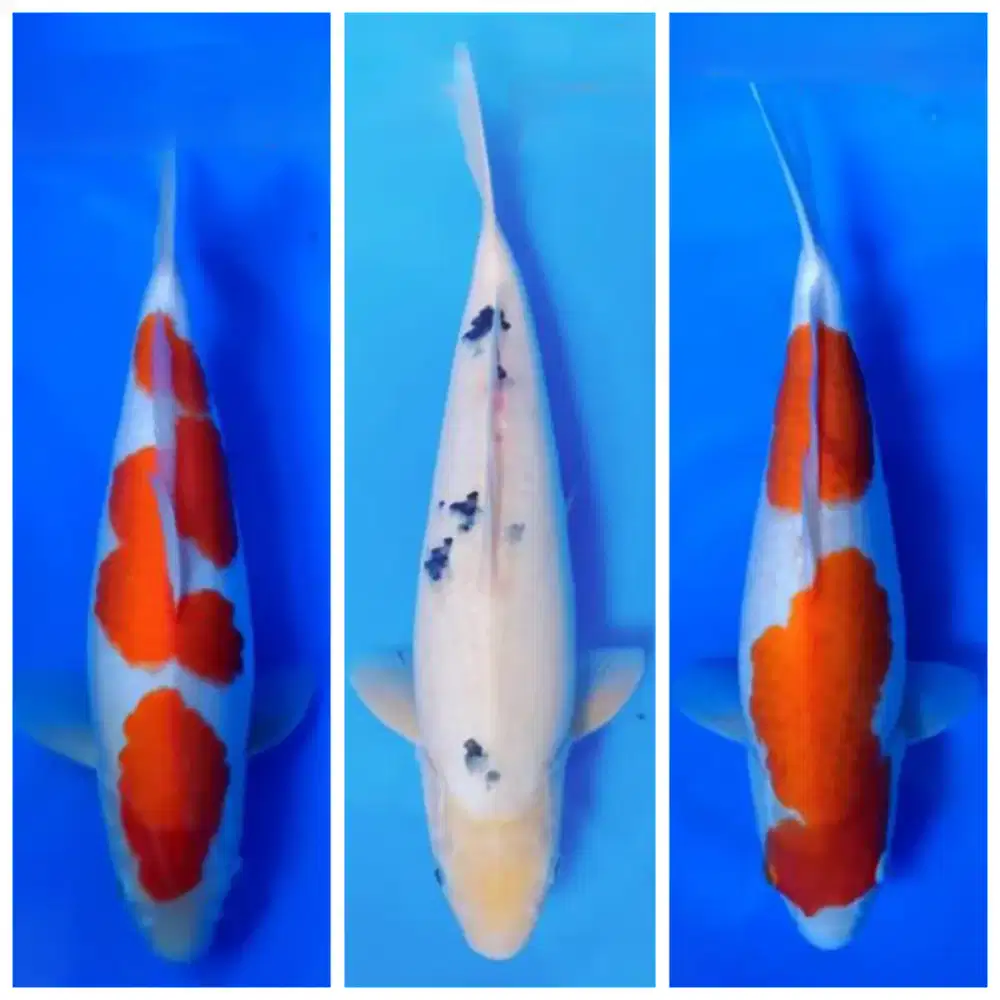 Ikan koi premium ukuran jumbo 37 SD 45cm