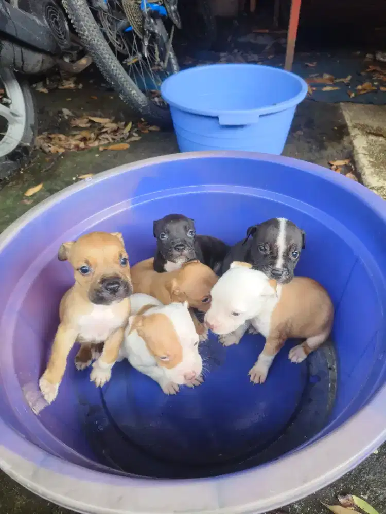 American Pitbull Terrier